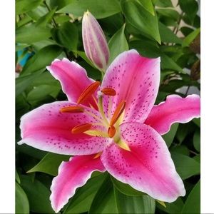 Meet your Posher, Connie